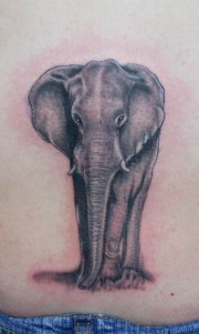 elephant