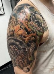 Big horn sheep cosmos tattoo on shoulder done in color and realistic, art in motion tattoos.