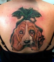 basset