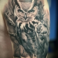 owl