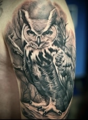 owl