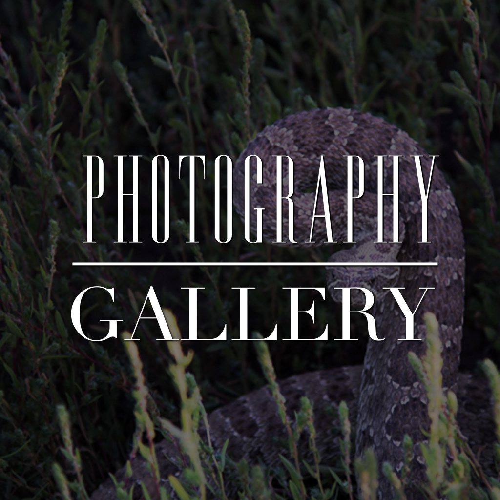 Photography Gallery