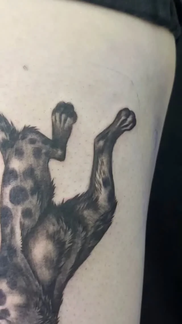 Black leopard 🐆
.
#tattoo #coloradotattooshop #coloradotattooartist #blackandgreytattoo #microrealism #microrealismtattoo #realistictattoo #animaltattoo #leopardtattoo #cattoo #cattattoos
